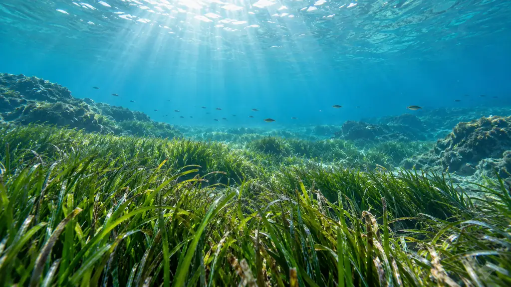 Posidonia seagrass meadow in clear blue water, with small fish and natural sunlight